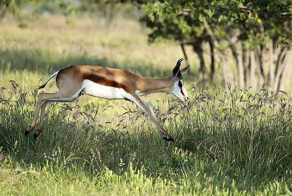 Etosha NP