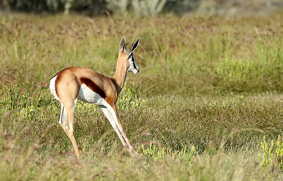 Etosha NP