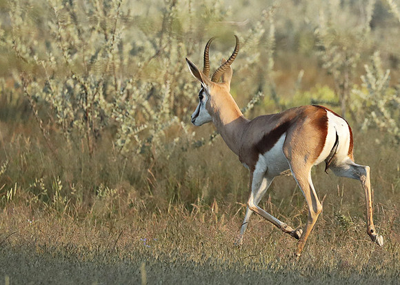 Etosha NP