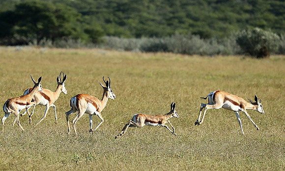 Etosha NP
