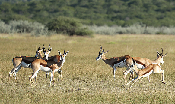 Etosha NP