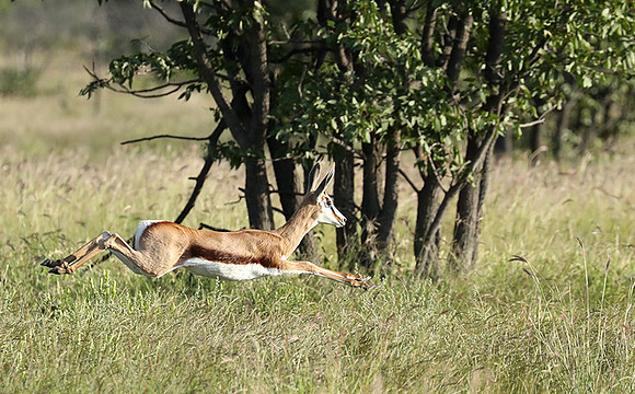 Etosha NP