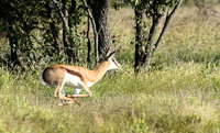 Etosha NP