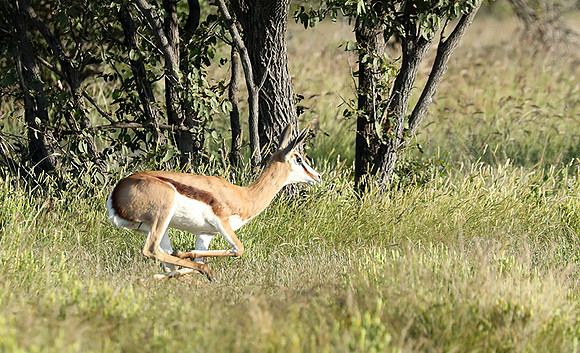 Etosha NP