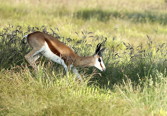 Etosha NP