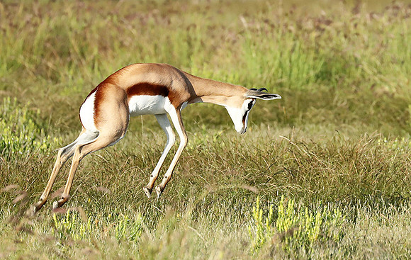 Etosha NP