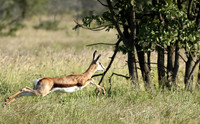 Etosha NP