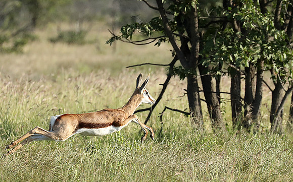 Etosha NP