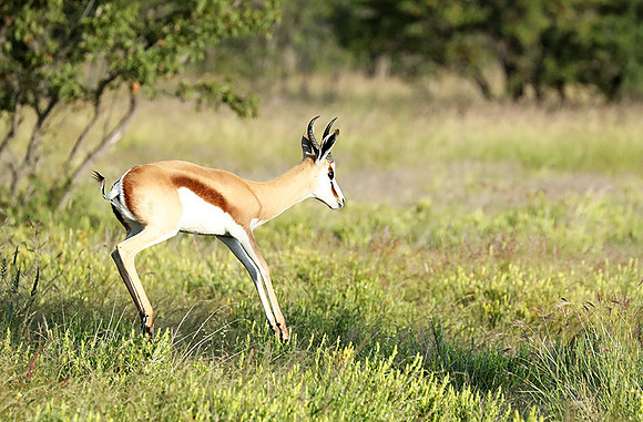Etosha NP
