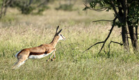 Etosha NP