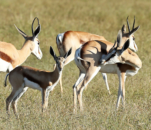 Etosha NP