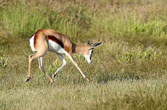 Etosha NP