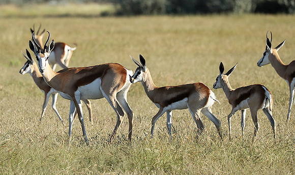 Etosha NP