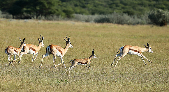 Etosha NP