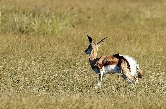 Etosha NP