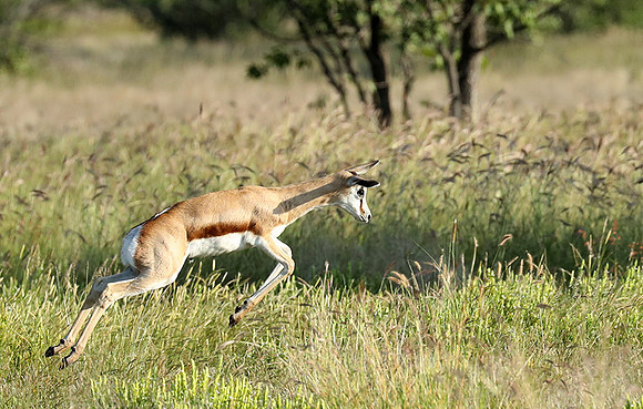 Etosha NP