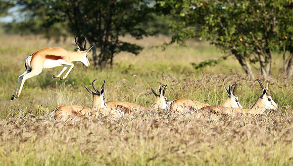 Etosha NP