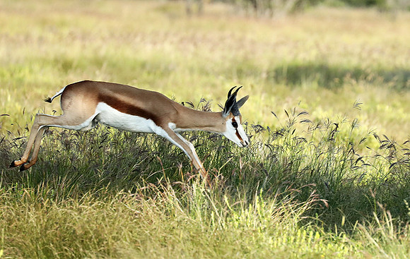 Etosha NP