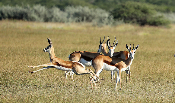 Etosha NP