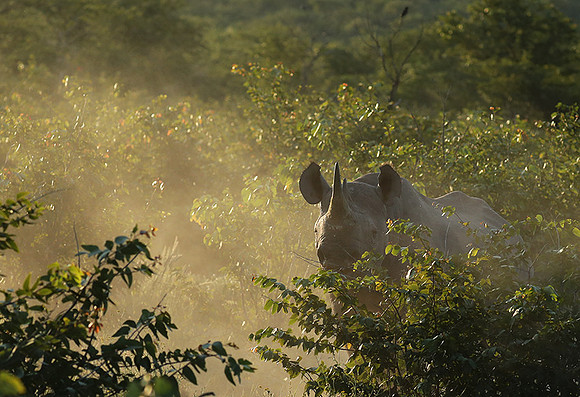 Black rhino