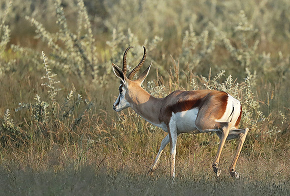 Etosha NP