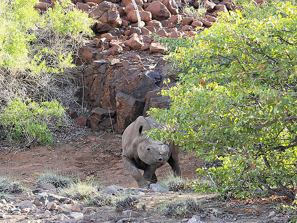 Black rhino