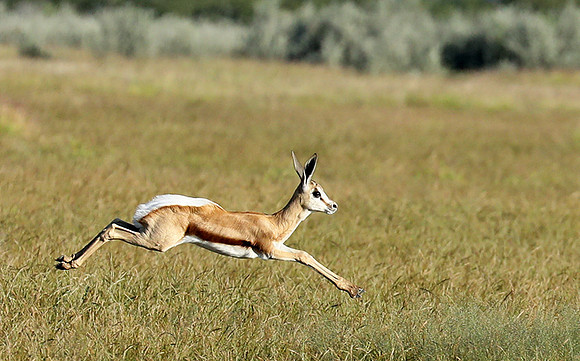 Etosha NP