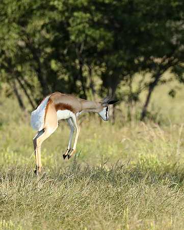 Etosha NP
