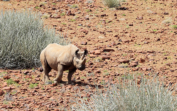 Black rhino
