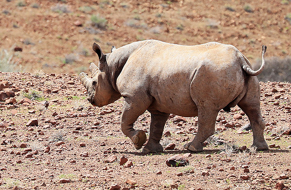 Black rhino