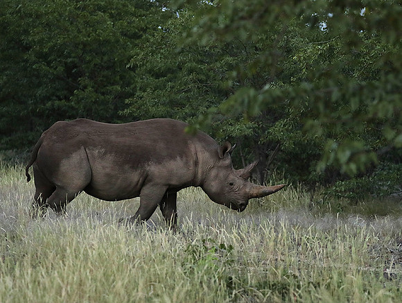 Black rhino