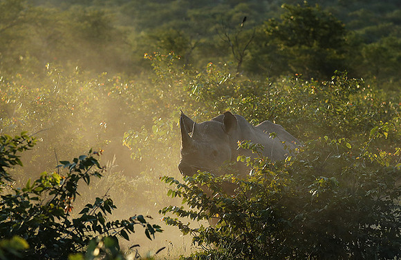 Black rhino