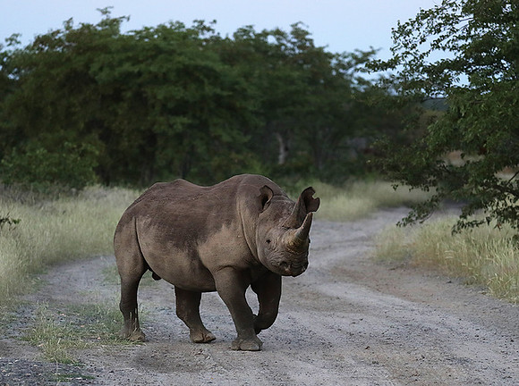 Black rhino