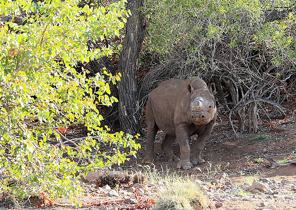 Black rhino
