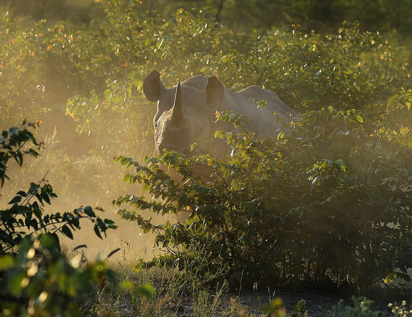Black rhino