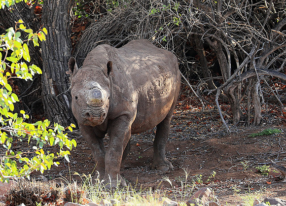 Black rhino