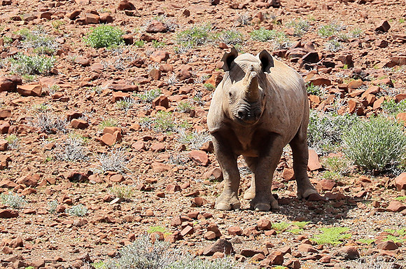 Black rhino