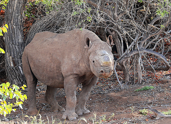 Black rhino