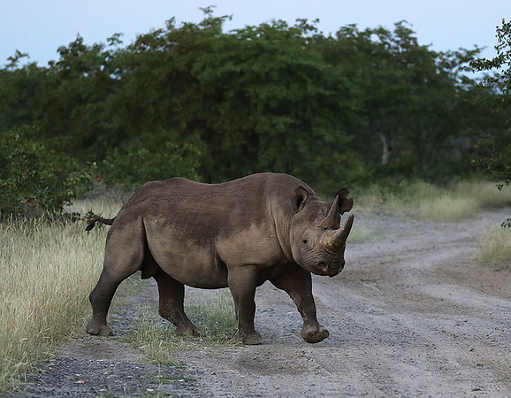 Black rhino