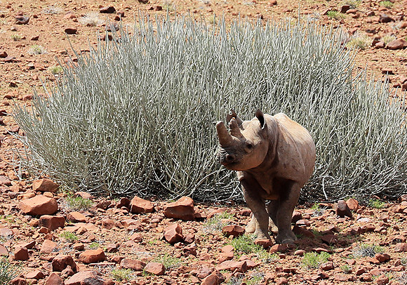 Black rhino