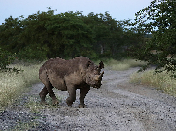 Black rhino