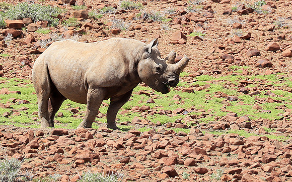 Black rhino