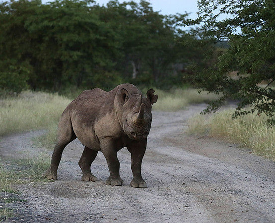 Black rhino