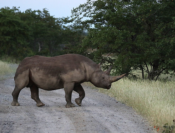 Black rhino
