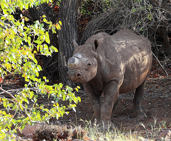 Black rhino