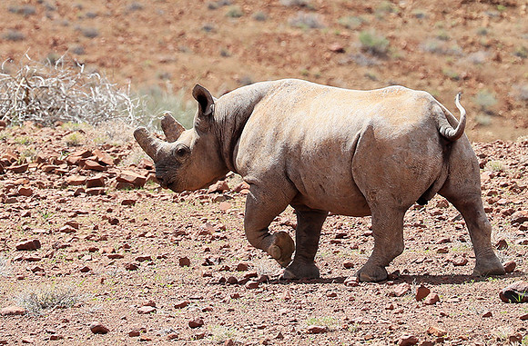 Black rhino