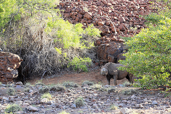 Black rhino