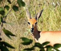 Ongava Game Reserve