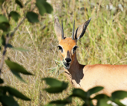 Ongava Game Reserve