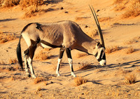 In the desert of Sussusvlei